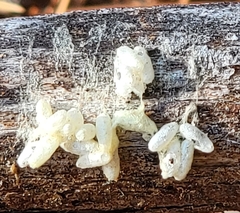 Microgastrinae