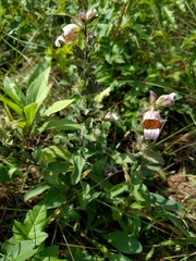 Digitalis lanata