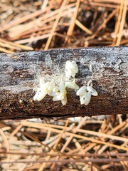 Microgastrinae