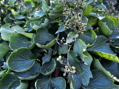 Bergenia crassifolia