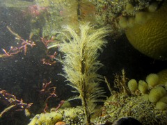 Hydrozoa