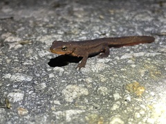 Paramesotriton hongkongensis