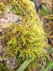 Hypnum cupressiforme