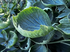 Bergenia crassifolia