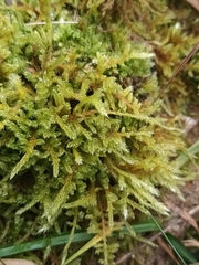 Hypnum cupressiforme