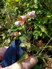 Digitalis lanata
