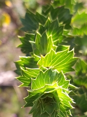 Cliffortia reniformis