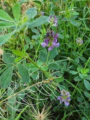 Medicago sativa