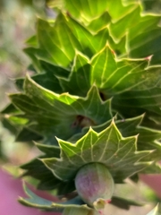 Cliffortia reniformis