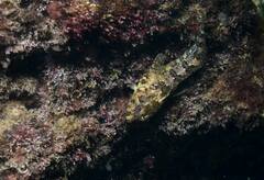 Lipophrys trigloides