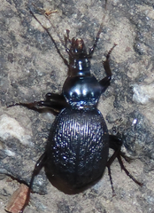 Sphaeroderus schaumii
