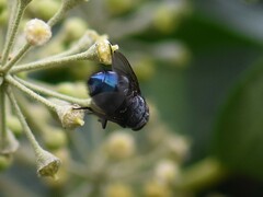 Calliphora