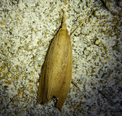 Chilo phragmitella