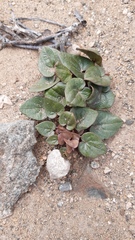 Dioscorea fastigiata