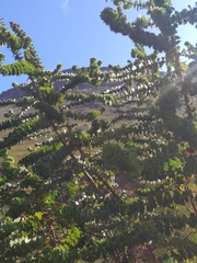 Cliffortia reniformis