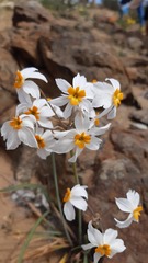 Leucocoryne coronata