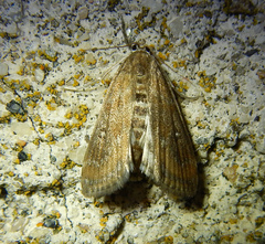 Parapoynx stratiotata