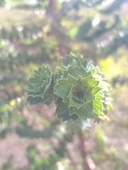 Cliffortia reniformis