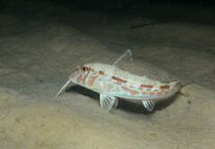 Mullus barbatus