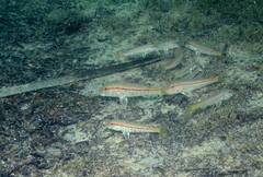 Mullus barbatus