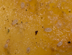 Acariformes