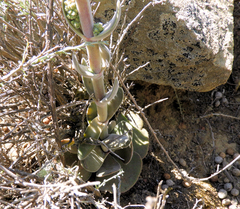 Crassula tomentosa