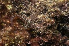 Parablennius incognitus