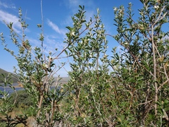 Buddleja saligna
