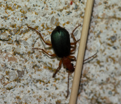Brachinus