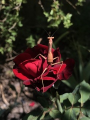 Stagmomantis