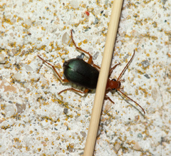 Brachinus