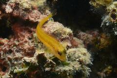 Parablennius pilicornis