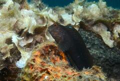 Parablennius pilicornis