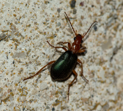 Brachinus