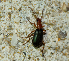 Brachinus