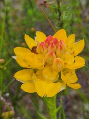 Ceratandra grandiflora