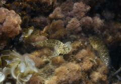Parablennius sanguinolentus