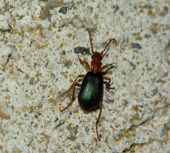 Brachinus