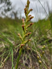 Disa brevicornis