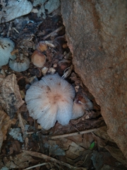 Coprinellus radians