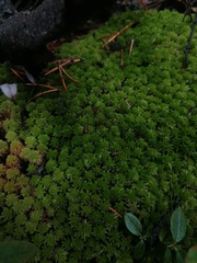 Sphagnum capillifolium