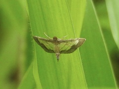 Marasmia