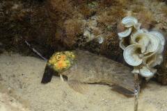 Parablennius sanguinolentus