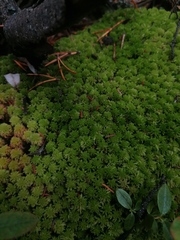 Sphagnum capillifolium