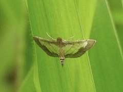 Marasmia
