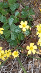 Oxalis megalorrhiza