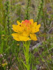 Ceratandra grandiflora