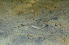 Pomatoschistus marmoratus