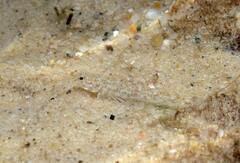 Pomatoschistus marmoratus