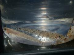 Pomatoschistus marmoratus